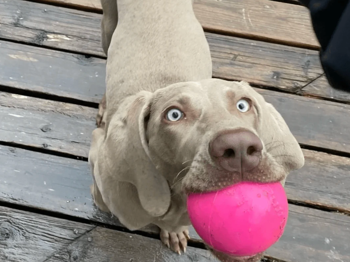 Super tough dog ball NZ
