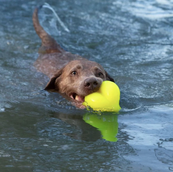 Floating dog toys