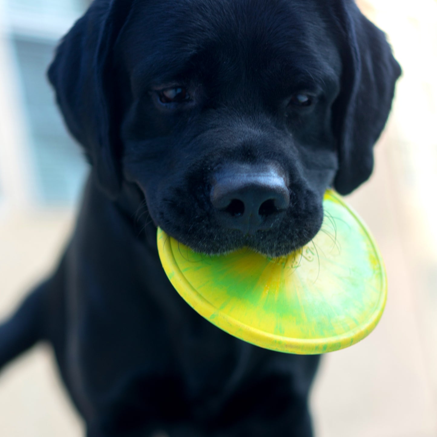 Puppy retrieving the RuffDawg K9 Flyer