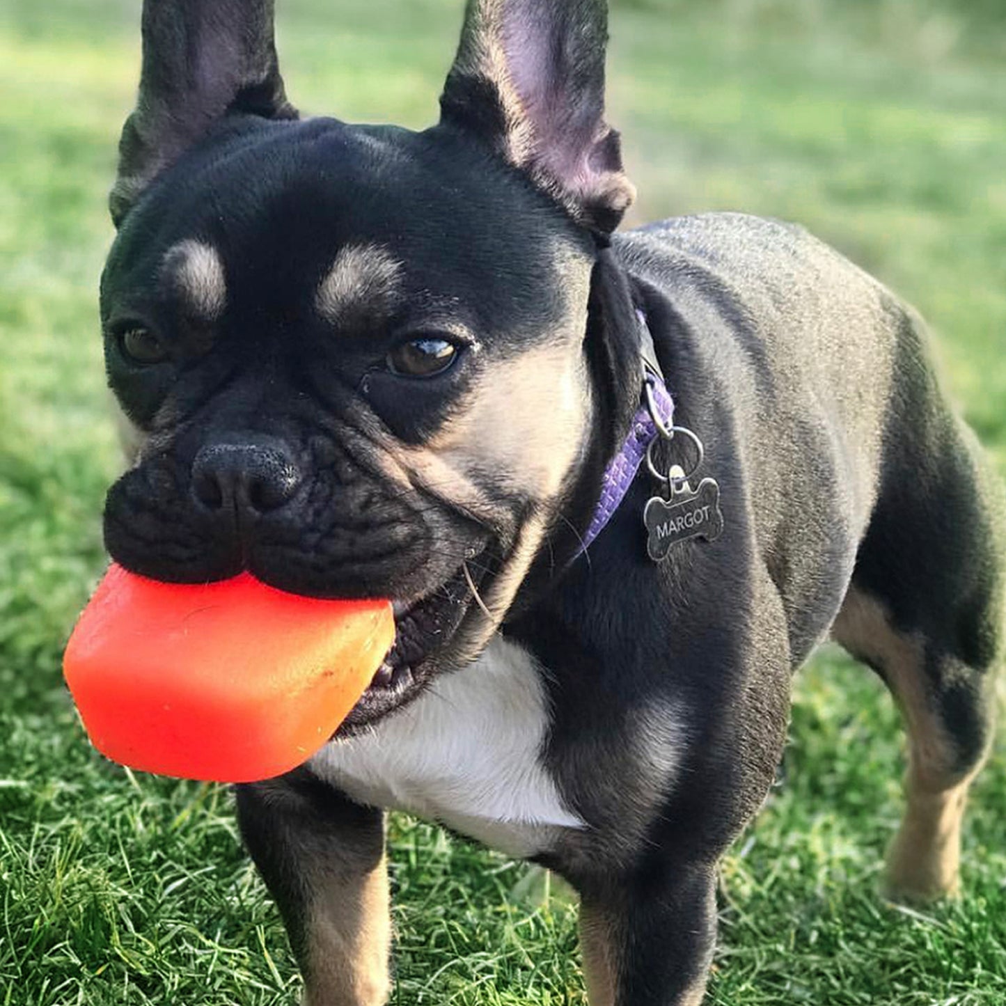 French Bull Dog plays with its RuffDawg Rock toy.