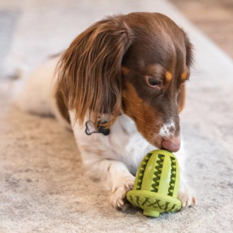 Tall Tails Natural Rubber Acorn toy
