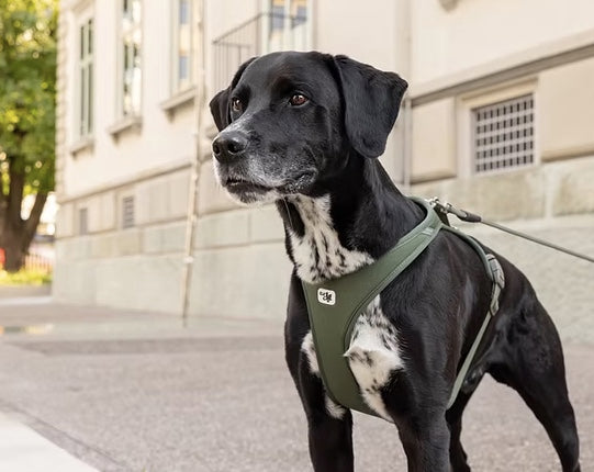 Curli Vario Rope Leash Moss