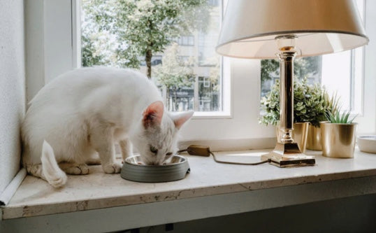 Hunter Atlanta cat bowl