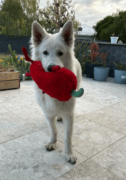 Pals for Paws Durable Plush dog toy Spicy Chilli