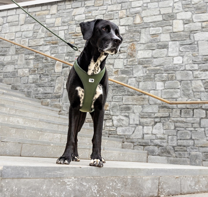 Most easy to put on dog harness Auckland New Zealand.