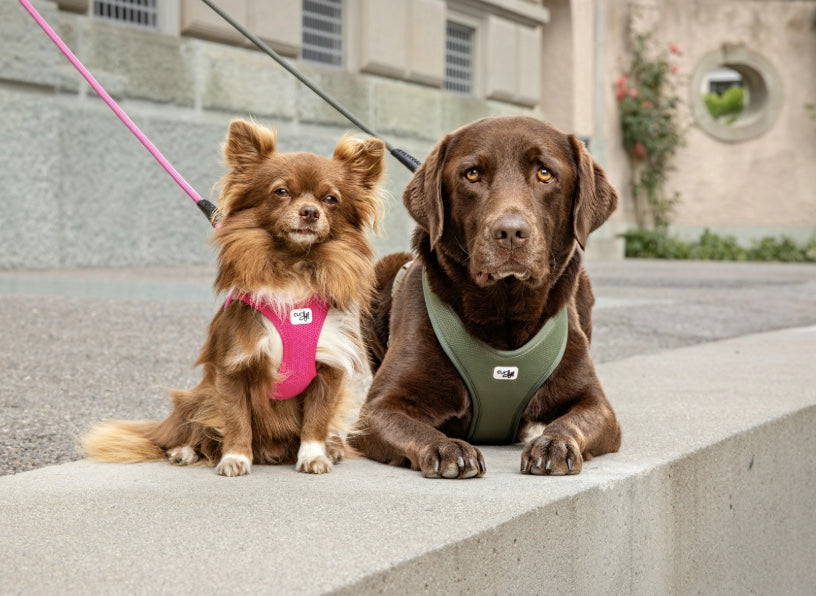 A Chihuahua and a brown labrador in their Curli Harnesses. Best dog harness brand. Auckland New Zealand.