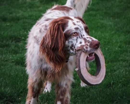 Spaniel playing with the leather fetch toy