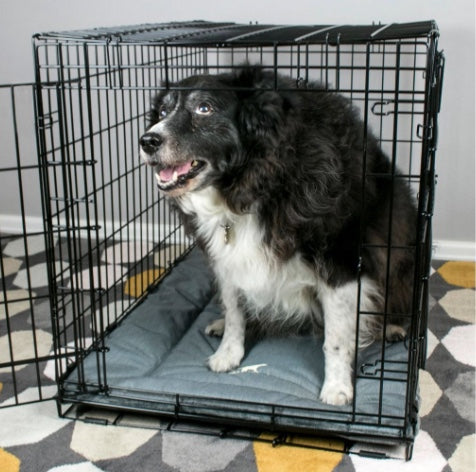 Dog sitting in a crate on the Tall Tails crate bed.