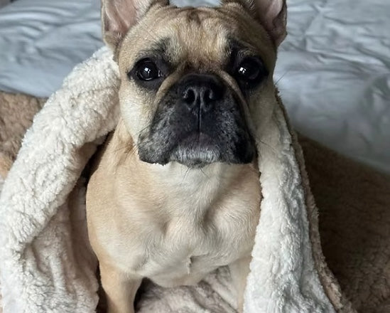 French Bull Dog cosy under the Tall Tails embossed dog blanket.