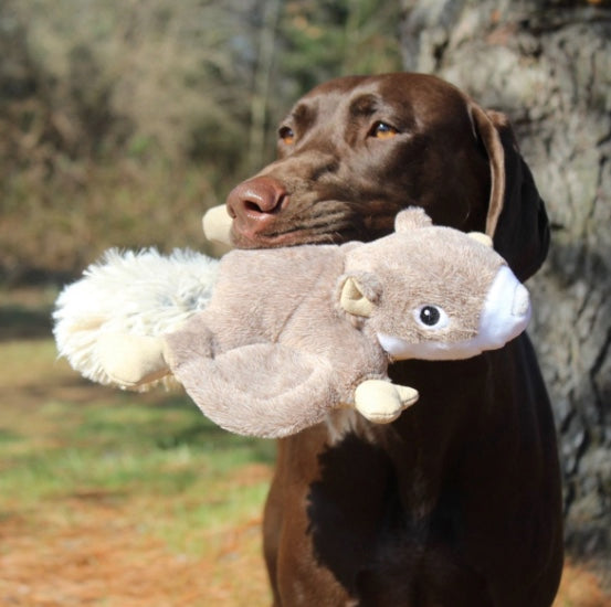 dog holding the Tall Tails Squirrel fetch toy