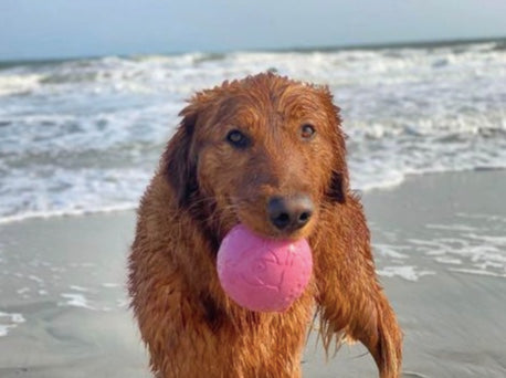 Dog carrying a Goat ball at the beach.