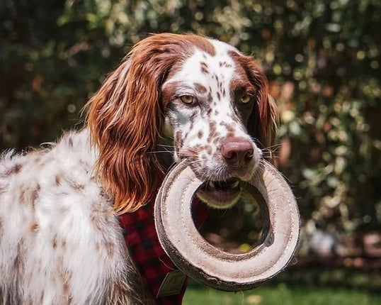 Spaniel holding the leather dog toy