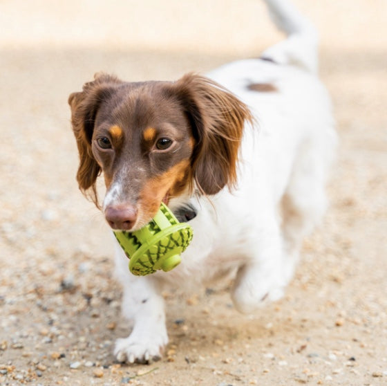 Small dog holding the rubber treat toy.