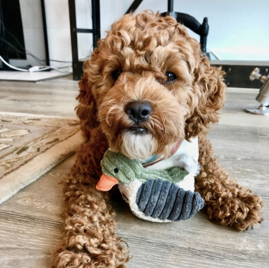 Brown dog wearing a sweater with a duck design on a wooden floor.