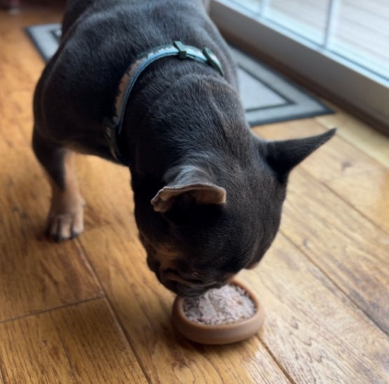 French Bull Dog playing with its chew toy