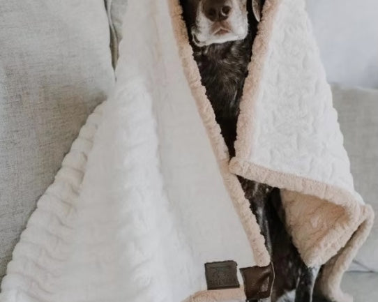German Pointer dog cosy in a Tall Tails dog blanket.