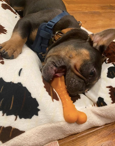 French Bulldog playing with the BBQ Chicken dog chew.