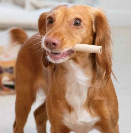 Vegetarian dog chew stick