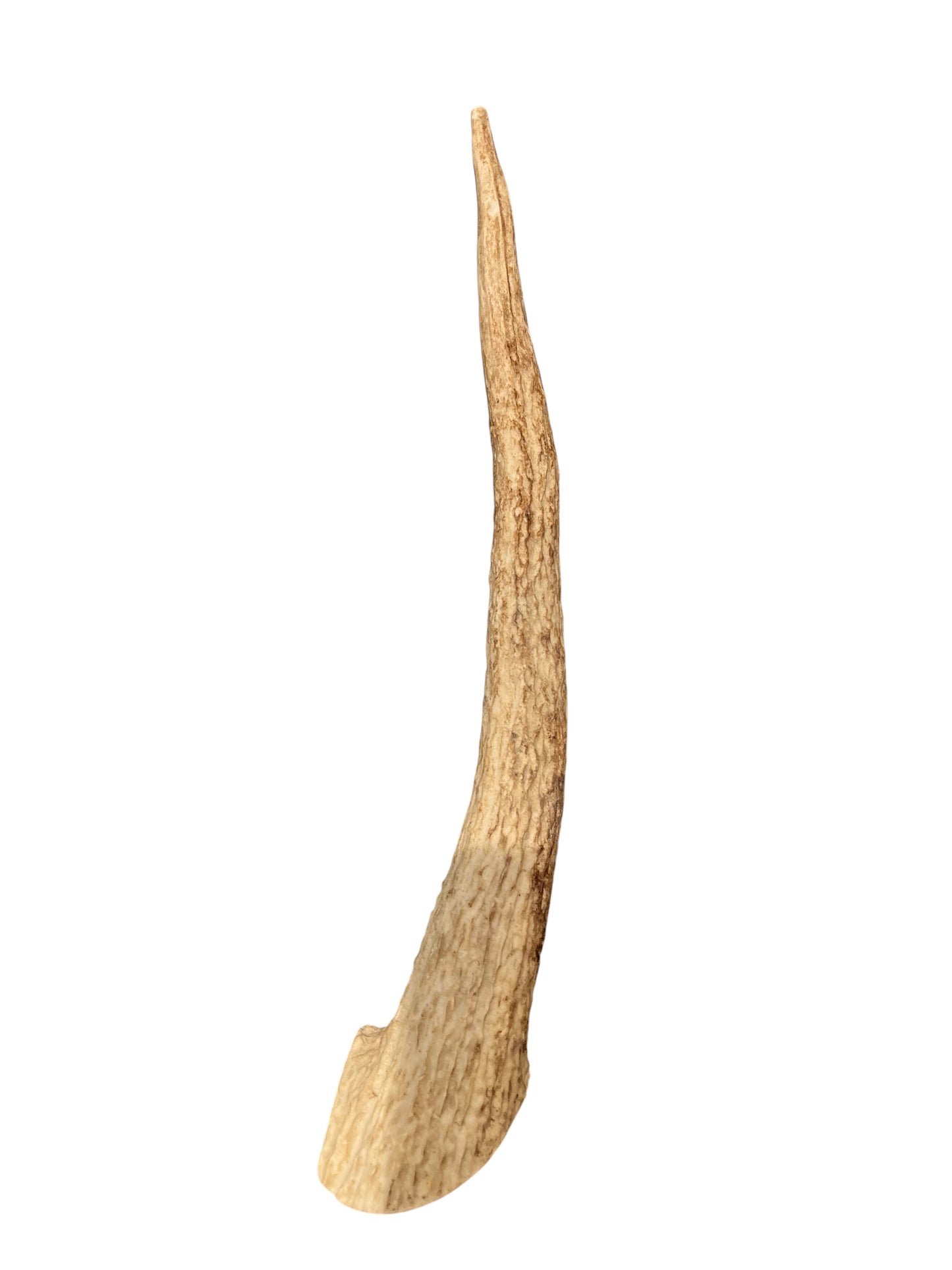 Natural Deer Antler chew treat for dogs.