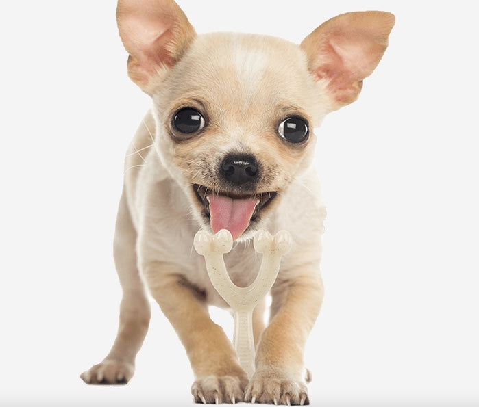 Ideal chew toy fr small dogs.