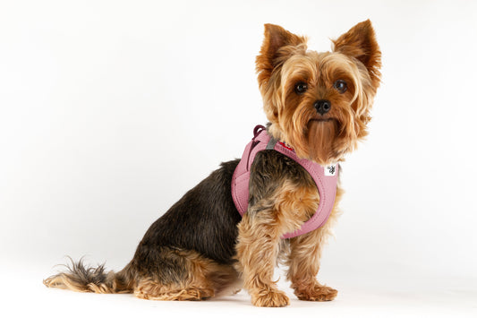 Why is the Curli Clasp Dog Harness the best harness in New Zealand