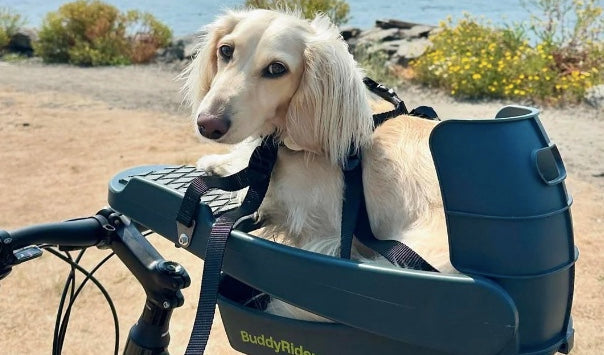 Where can I buy Buddyrider in New Zealand?