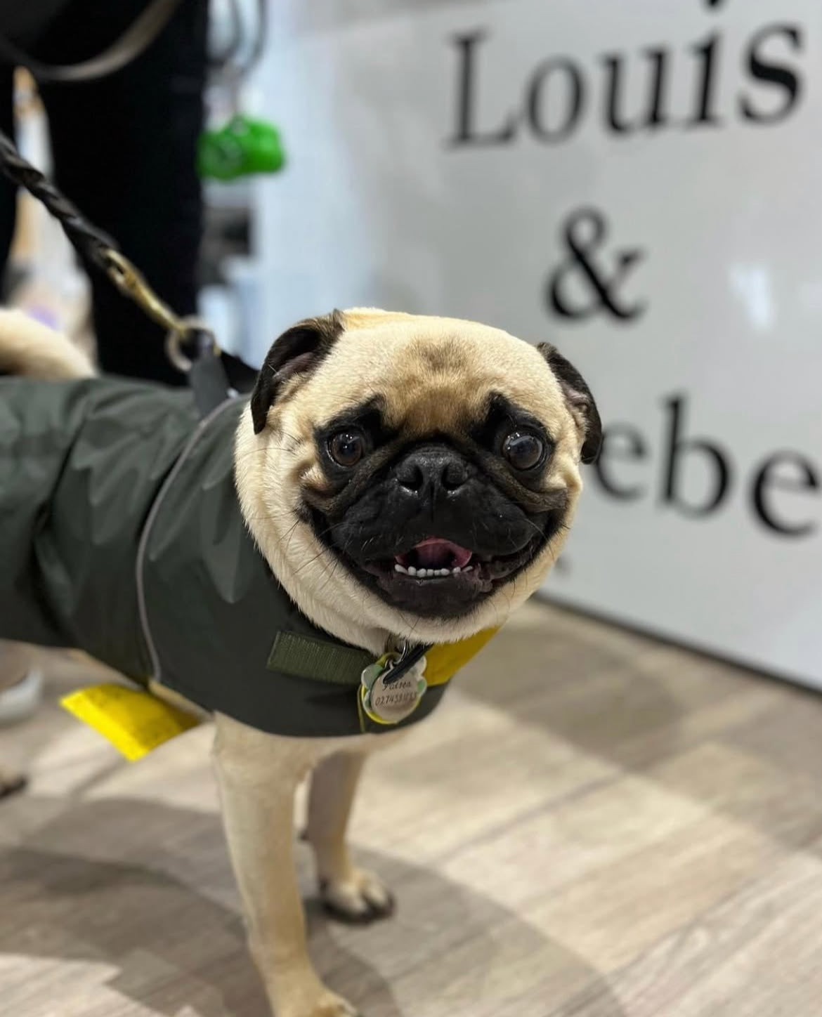 Pug wearing the Louis and Phoebe Waterproof raincoat New Zealand