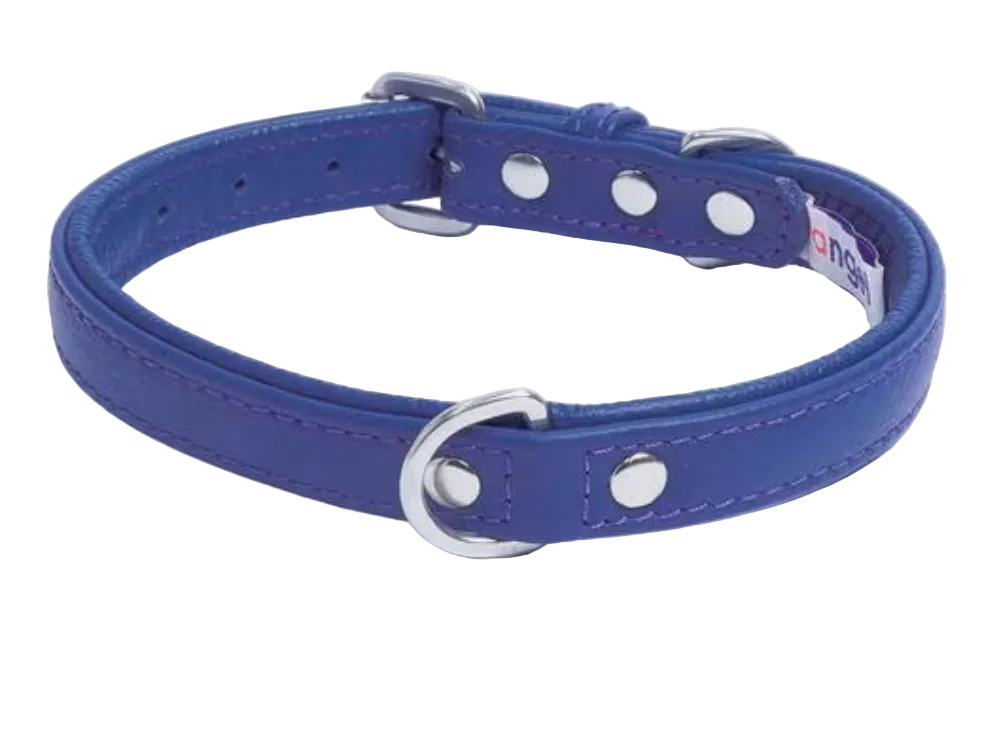 Leather dog collar Blue New Zealand