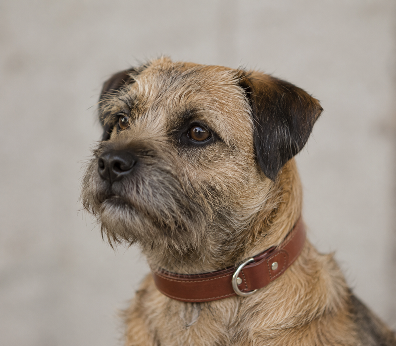 leather dog collar NZ