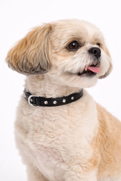Leather dog collar for small dogs NZ