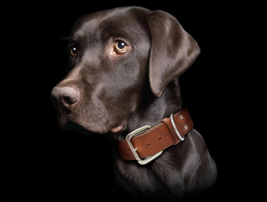 Brown Leather dog collar