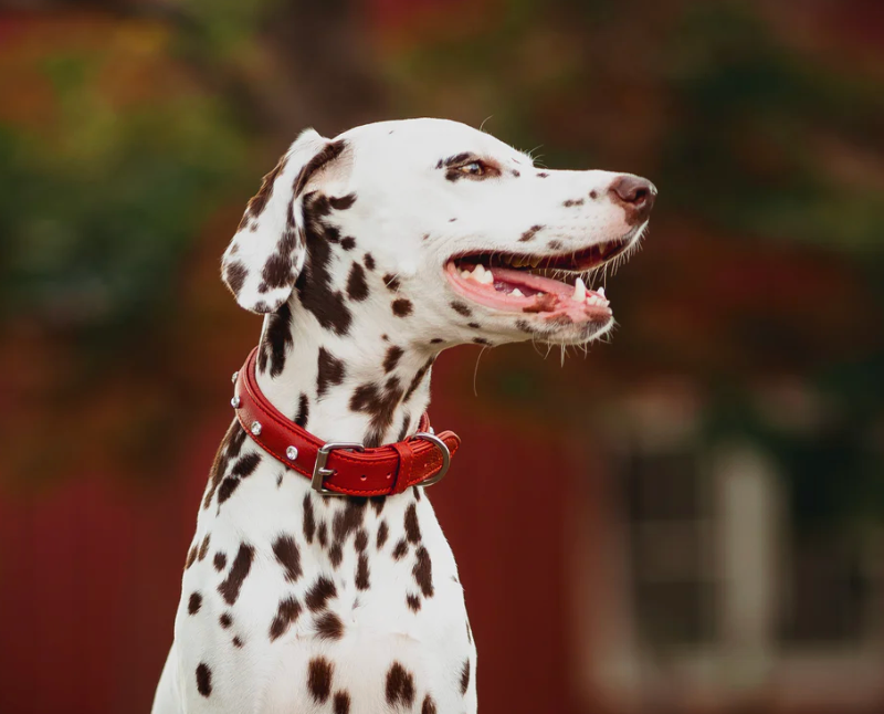 Dalmation wearing the Angel Leather dog collar replica diamonds New Zealand