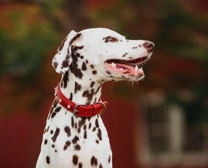 Dalmation wearing the Angel Leather dog collar replica diamonds New Zealand