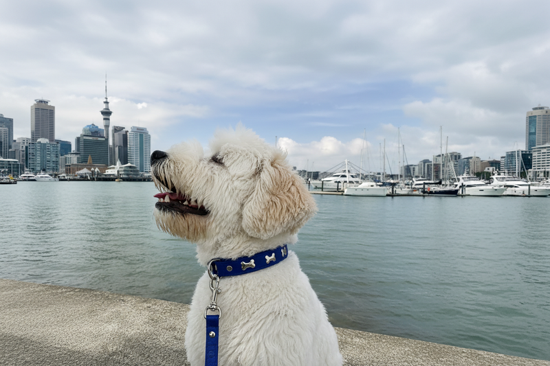 Quality leather dog collars and leads NZ