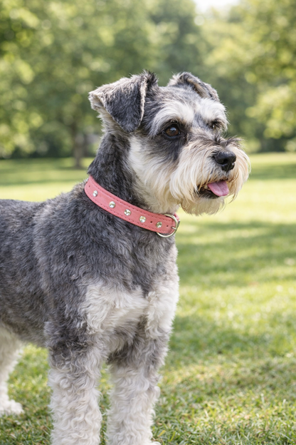 Schnauzer wearing a pink leather diamonds collar NZ