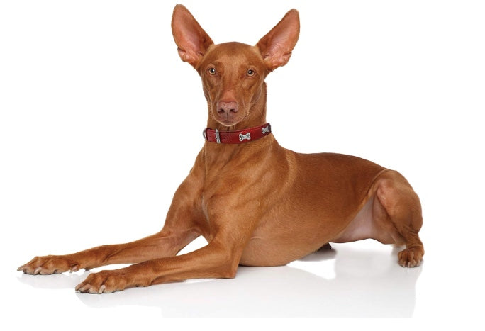 Red Bones Dog Collar Leather New Zealand