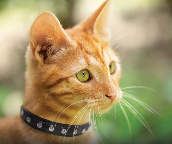 Black Diamond leather collar on a ginger Kitten New Zealand