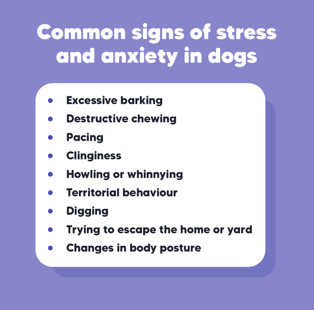 Dog Stress Relief Firework Night NZ