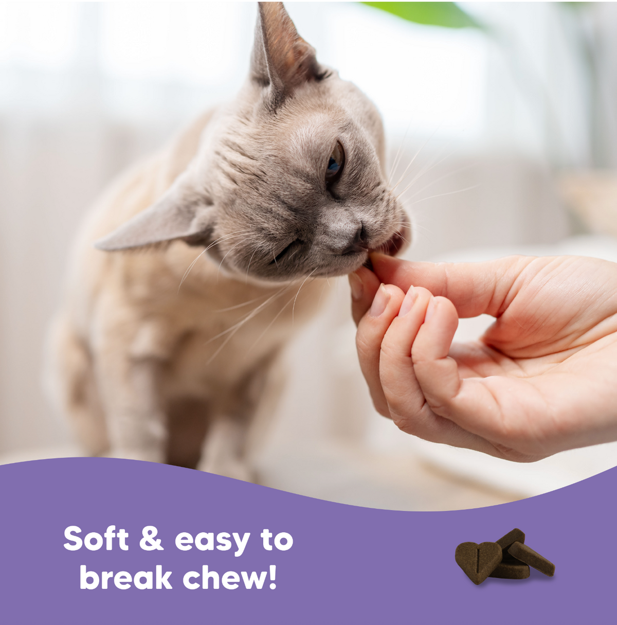 Natural anxiety relief for cats NZ