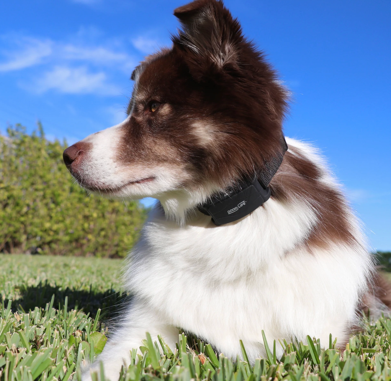 Dog with a black ultrasonic bark collar sitting on grass under a blue sky New Zealand