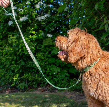 Dog lead green NZ