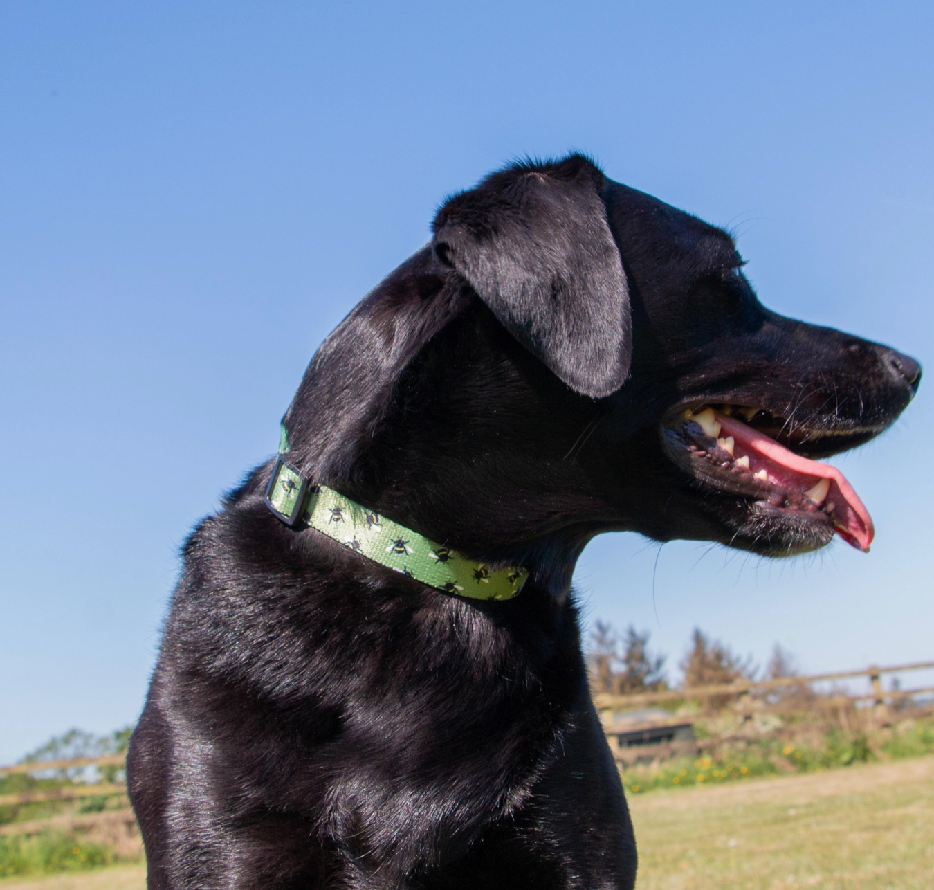 Dog collar for large dogs NZ