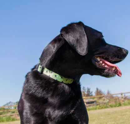 Dog collar for large dogs NZ