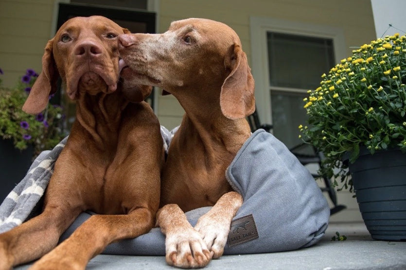 Warm washable dog bolster bed