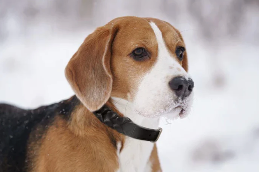 Beagle wearing a Braided Leather Dog Collar New Zealand