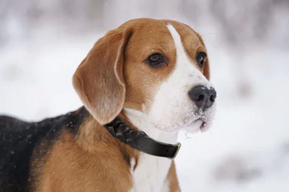 Beagle wearing a Braided Leather Dog Collar New Zealand
