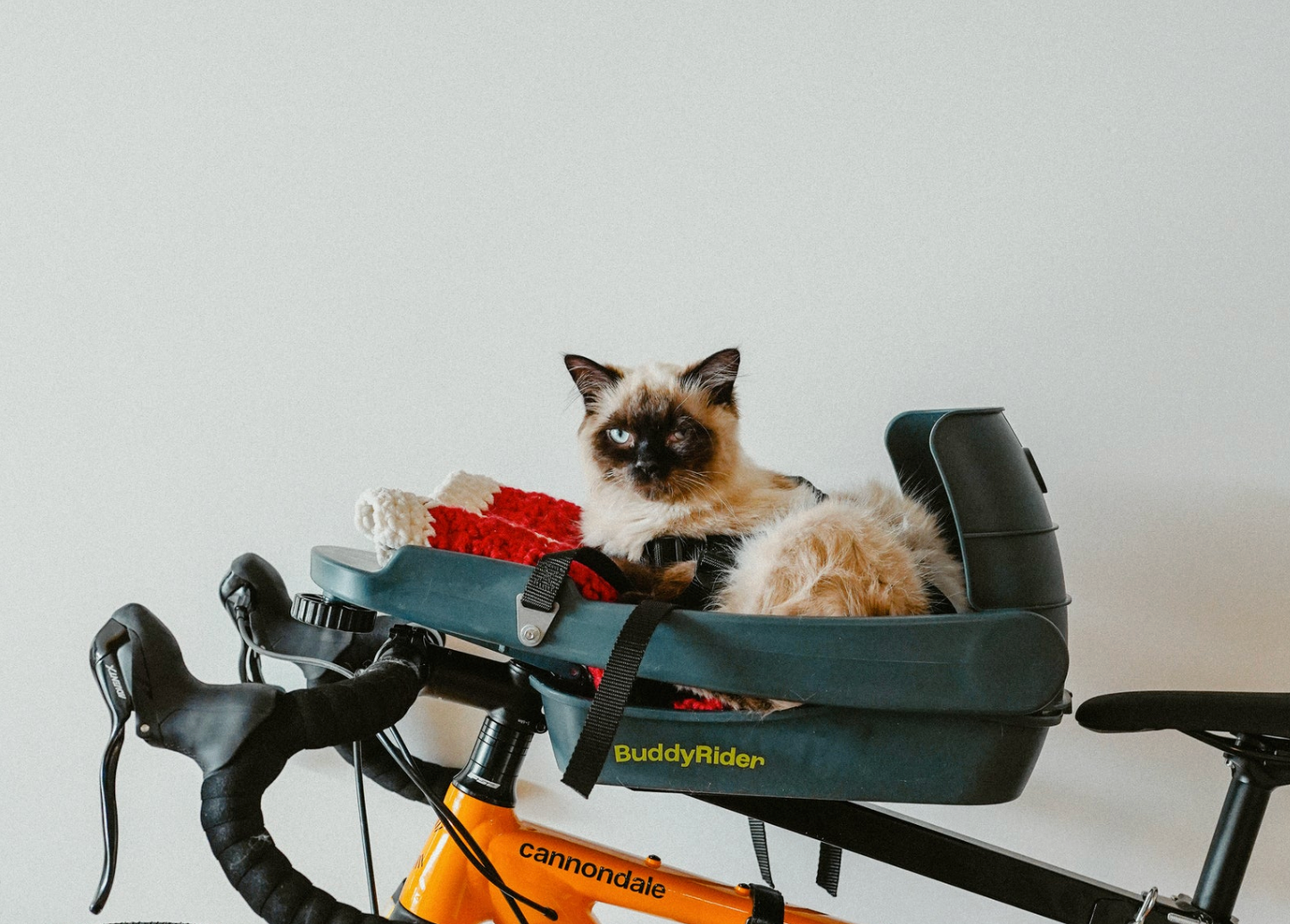 Buddyrider for cats NZ