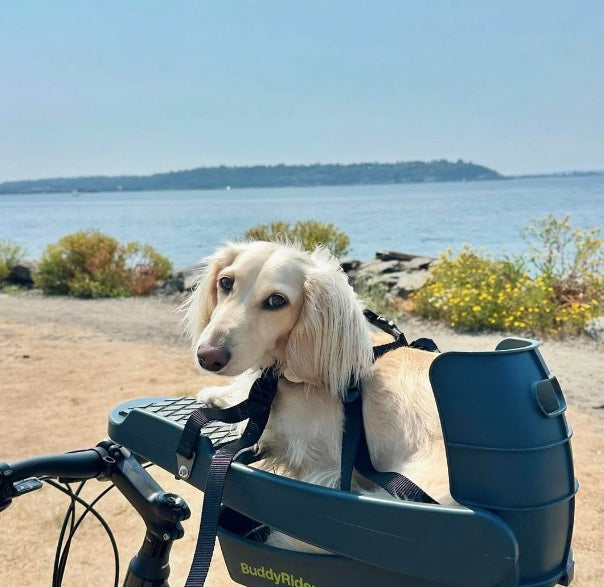 Buddyrider NZ