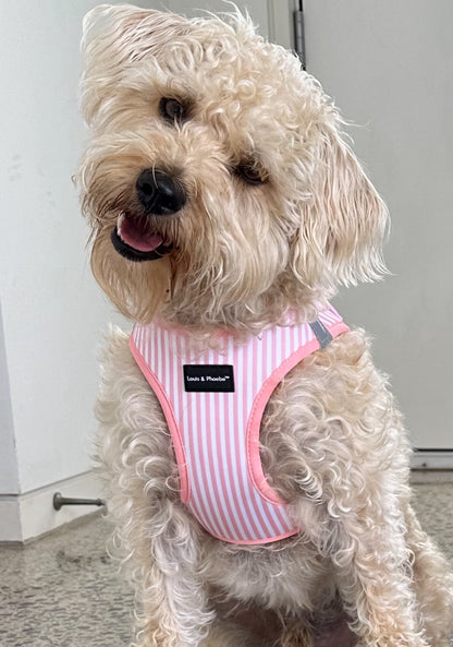 Mac wears size large - Candy Striped dog harness pink by Louis and Phoebe.