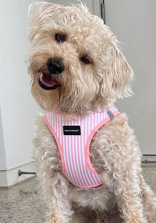 Mac wears size large - Candy Striped dog harness pink by Louis and Phoebe.